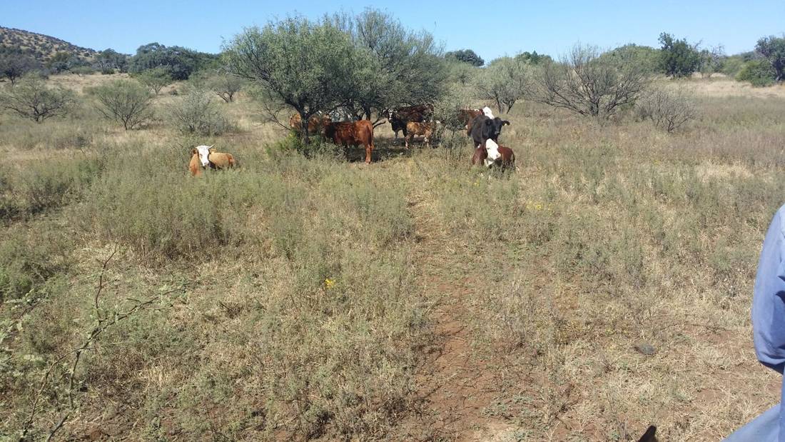 Ganado pastando en el Rancho Babidanchi